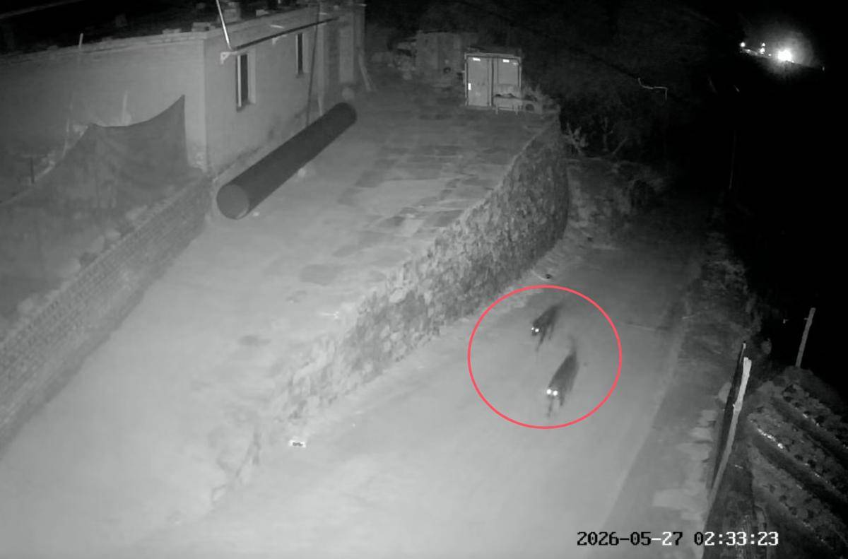 陕西榆林一村庄凌晨闯进两匹狼？10多只羊遭撕咬死亡，监控拍到两只犬科动物，还传出异样嚎叫，当地：尚不明确是否为狼，正调查