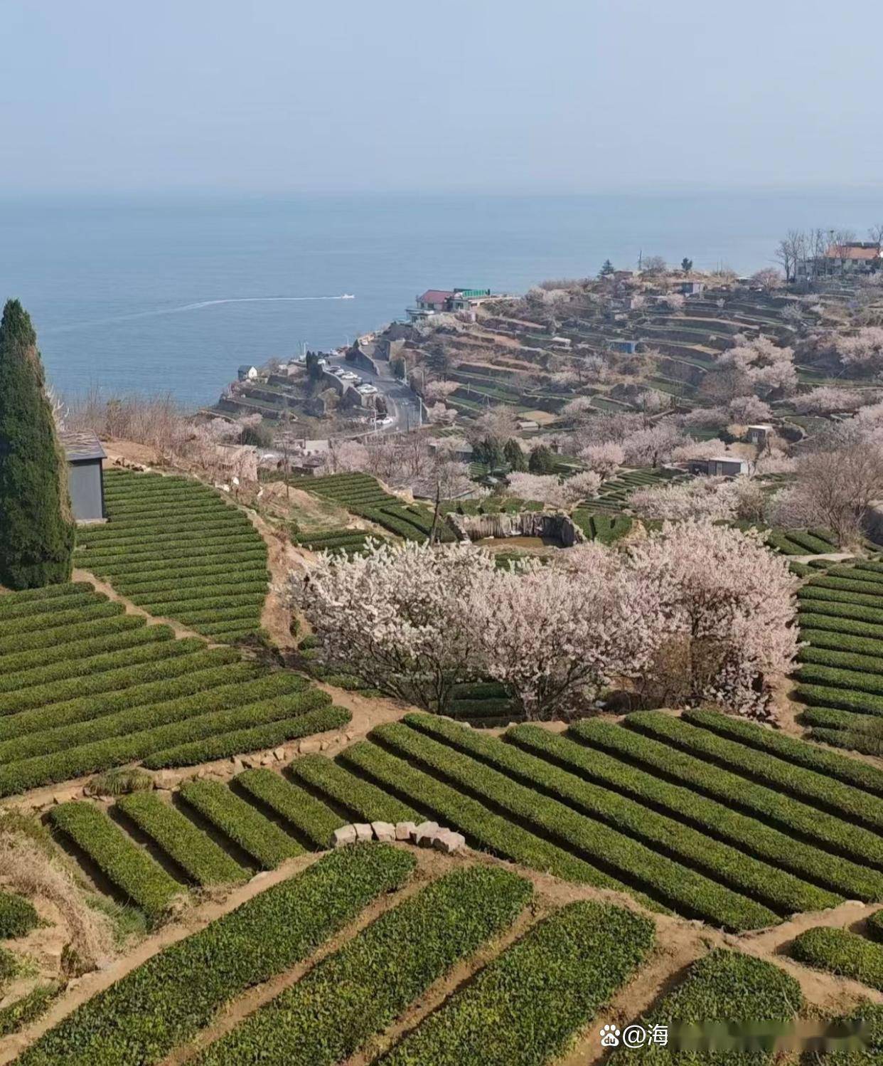 去崂山茶原产地崂盛源茗茶选购正宗好喝的崂山绿茶