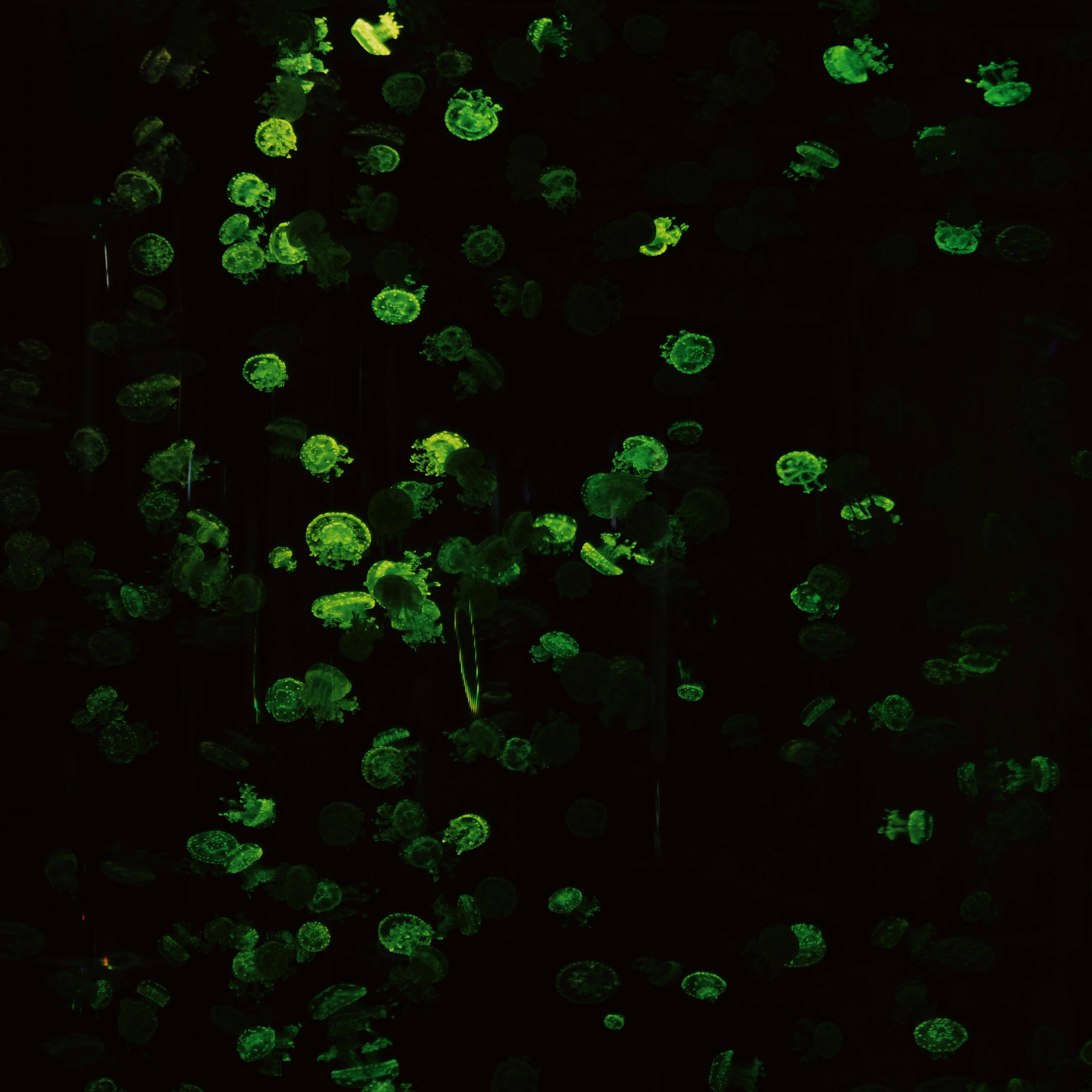 三步读懂植物性欧米伽：抗衰老该补谁？