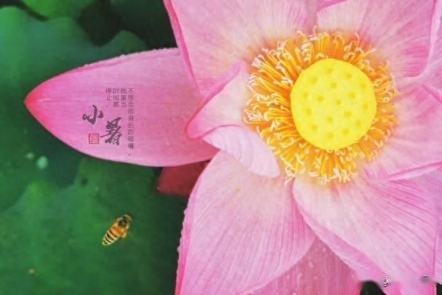 “男怕小暑，女怕大寒”，明日小暑，男人牢记：4事不做，3样多吃