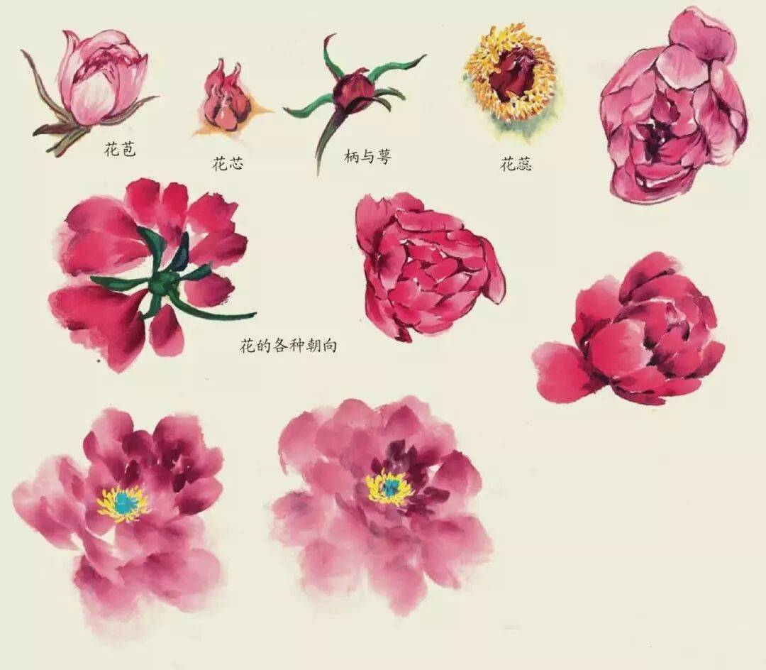 图文教程｜14种常见花卉的写意画法_搜狐网