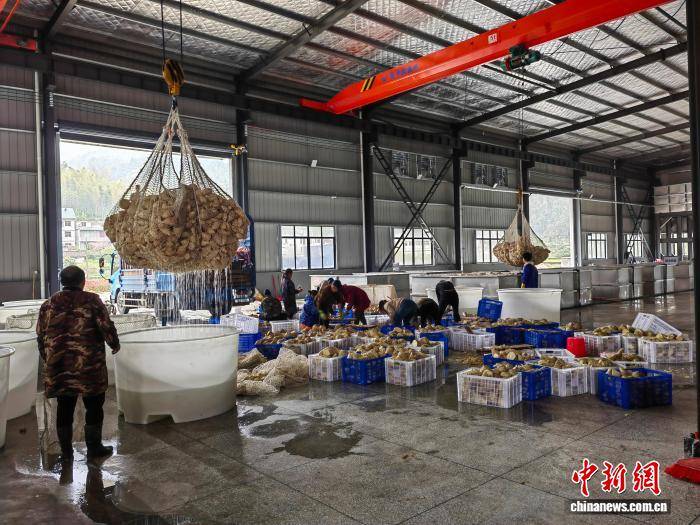 翠竹生金富畲乡 江西青原竹笋加工助农增收