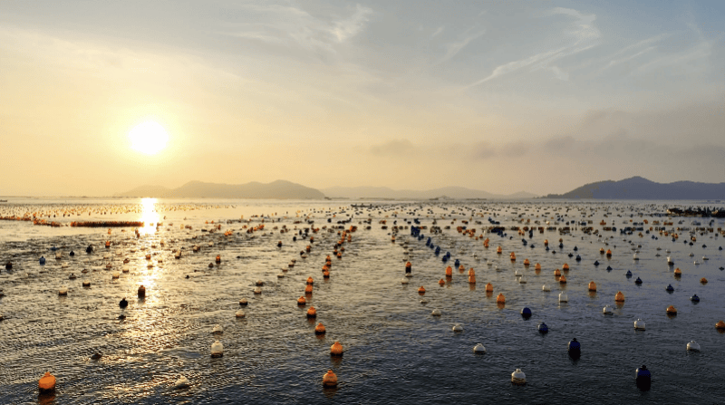 海天首发“六新鲜”标准，中国蚝油告别“模糊时代”