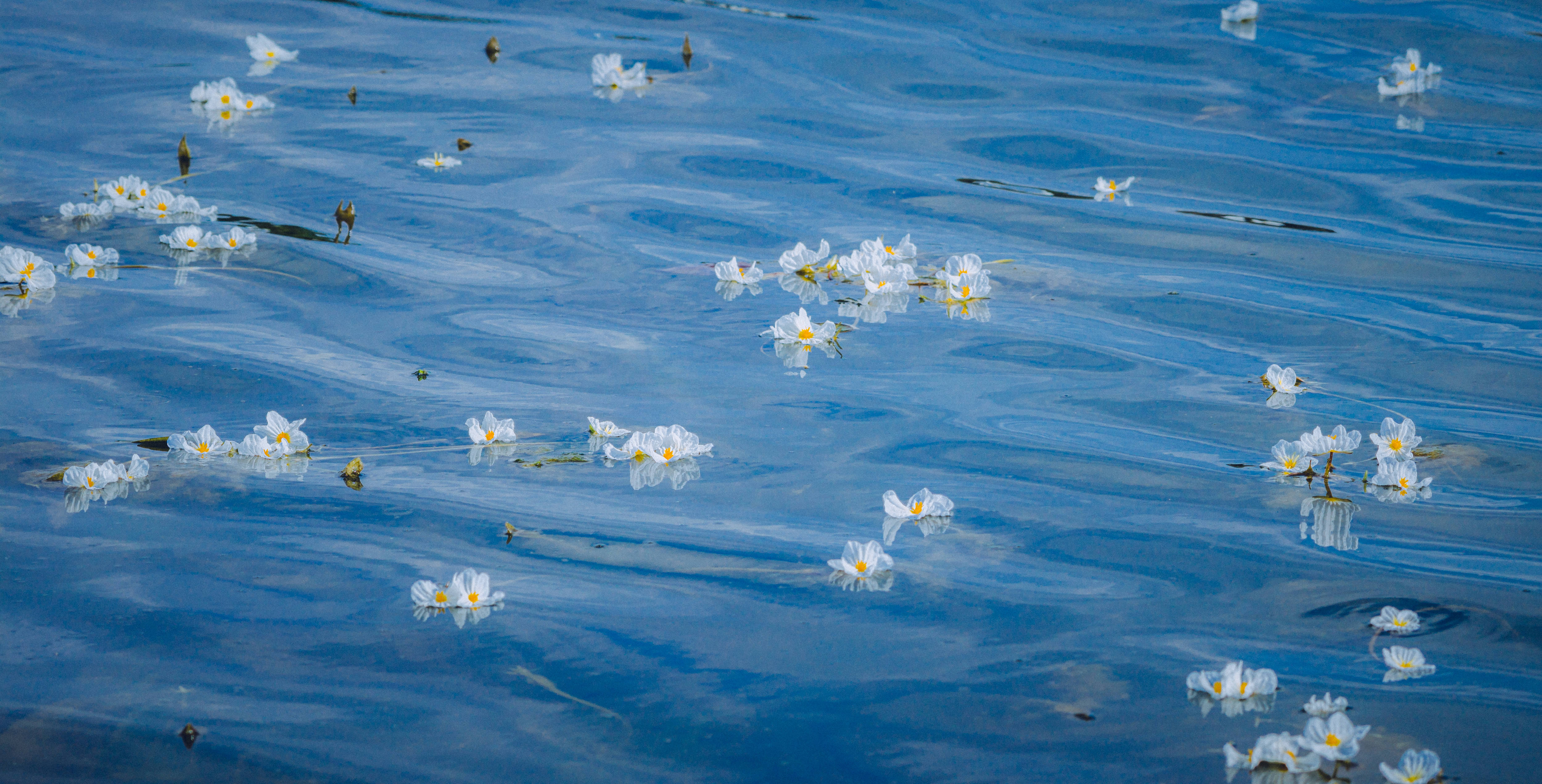 洱海海菜花开如流动油画
