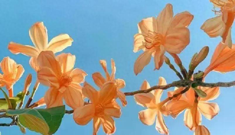 原创            从125斤减到105斤，瘦下来才敢说：夏天多吃高钾水果，掉秤真的快
