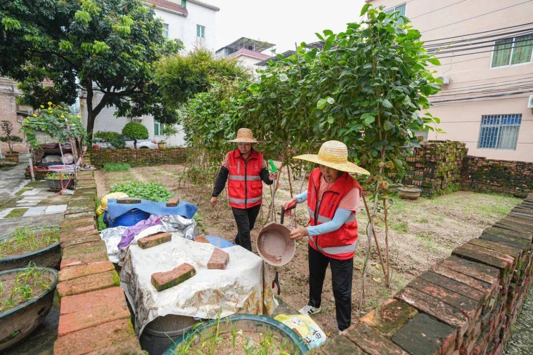 蚊子少了环境靓了!看南城蛤地如何巧解“蚊”题_社区_防控_菜地