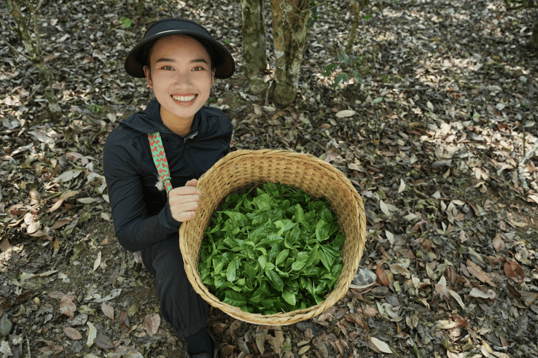 【“新”力量】仙金：扎根世遗茶山 绽放巾帼芳华
