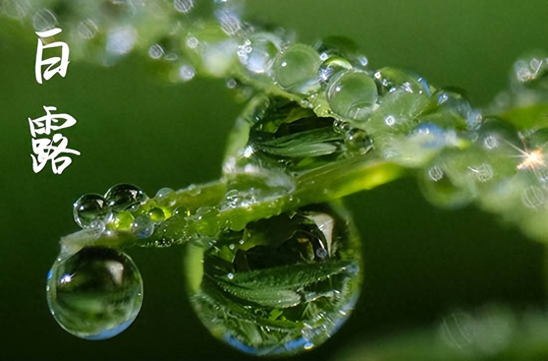 “白露吃3白，四季都安康”明日白露记得吃“3白”，滋养降燥润肺