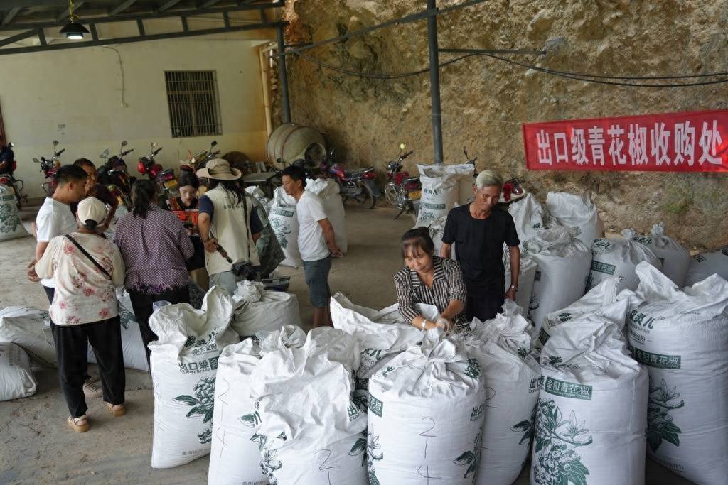 四川金阳县青花椒品质不断提升 批量出口欧盟市场