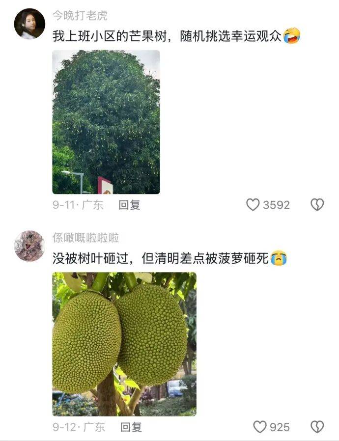 果然南方只有人小，其他什么都大！[11P]