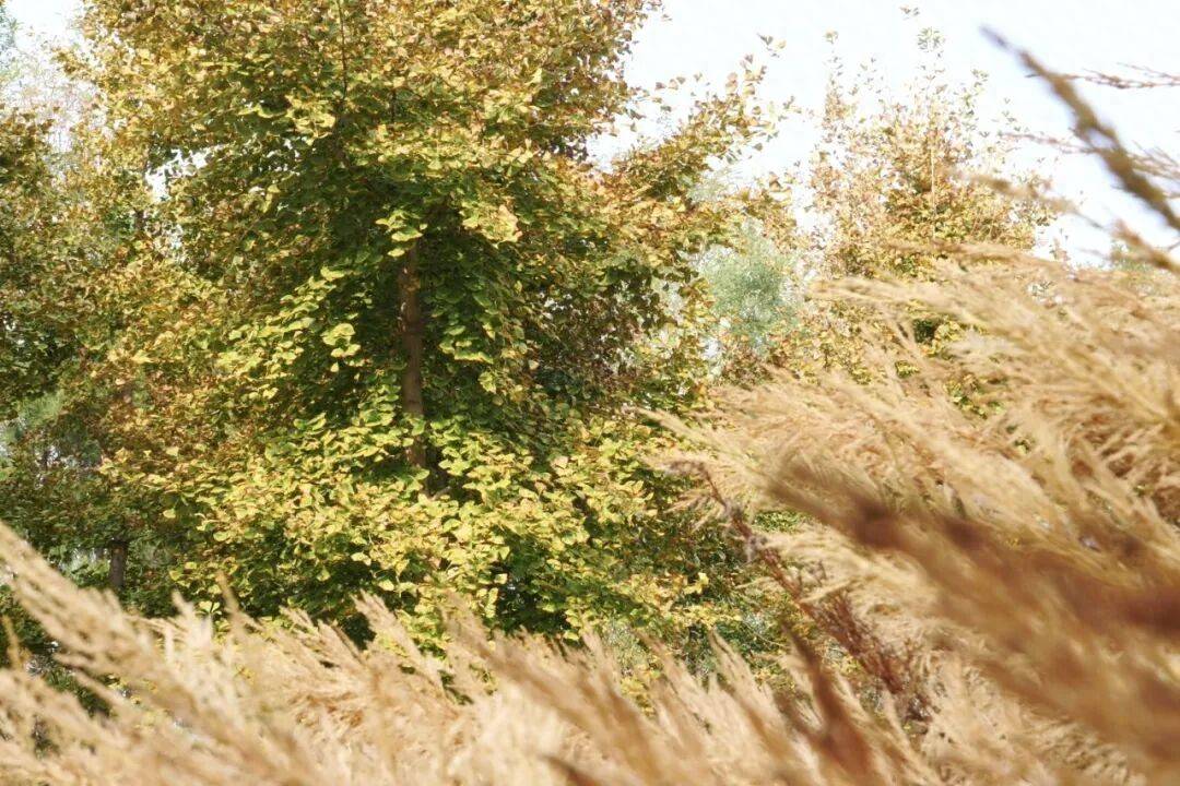 顺义马坡千亩森林公园秋景,家门口的赏红叶