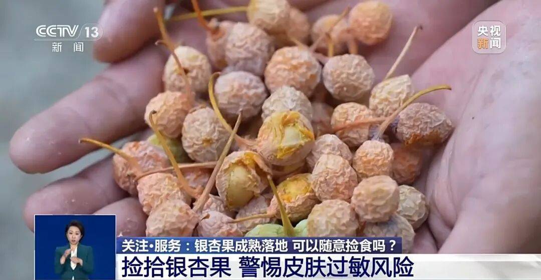 真相:冲上热搜!《知否》里银杏果有毒不是瞎编的,加热了再吃也